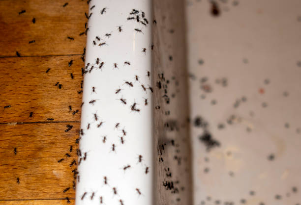 Best Residential Pest Control  in Corrigan, TX