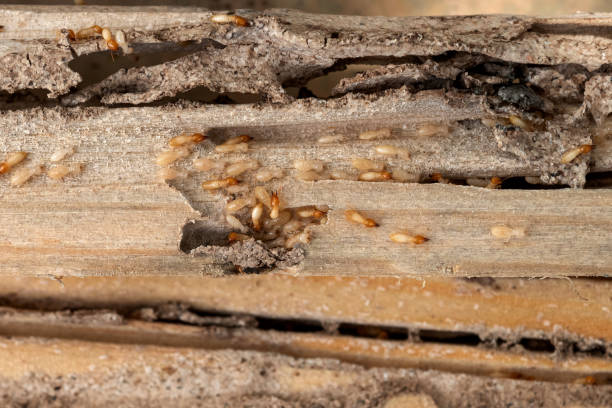Best Residential Pest Control  in Corrigan, TX
