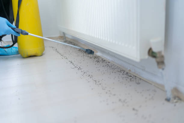 Best Flea Control Services  in Corrigan, TX